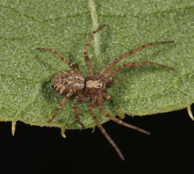 Philodromus_aureolus_D8181_Z_90_Bij afgraving_Nederland.jpg
